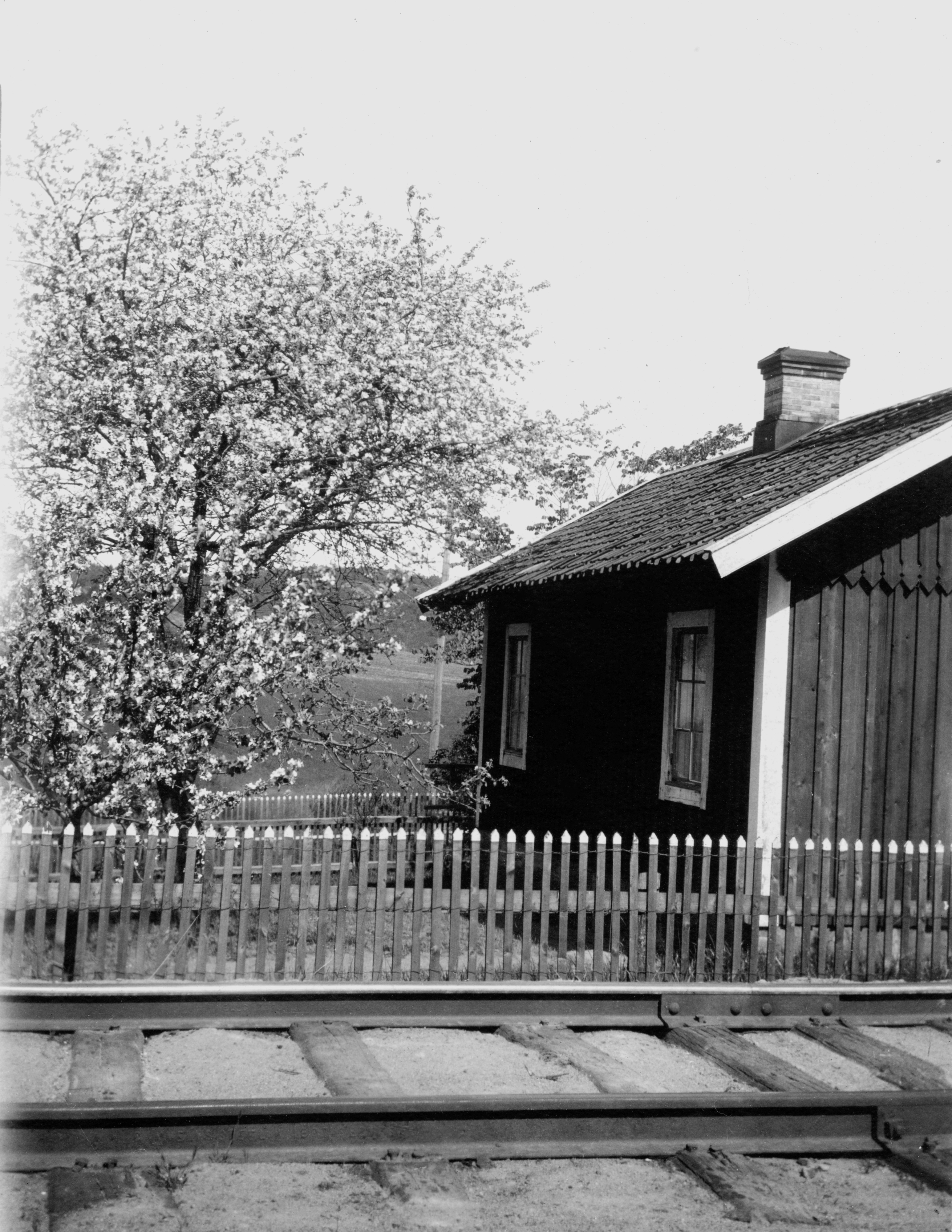 Wooden fence with white painted tops. Railway tracks in the foreground. Wooden cottage and flowering trees in the background.