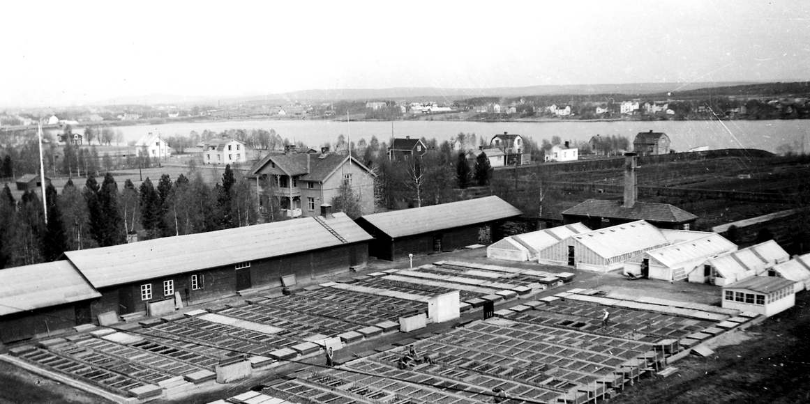 Flygbild över stora odlingar med både lador och växthus. Vatten och stad i bakgrund.